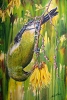 Lady Billbird painting by Sue Graham